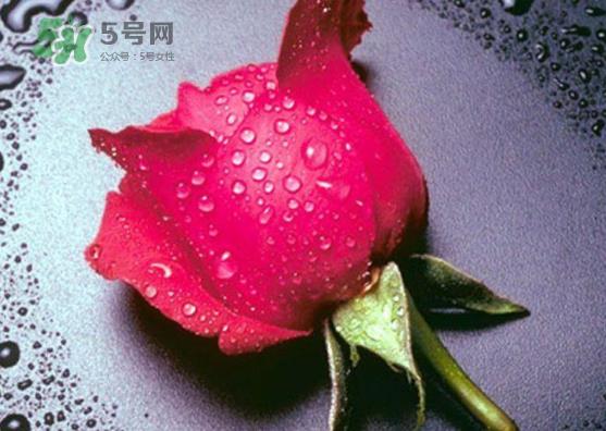 七夕玫瑰花多少钱一朵 七夕节送红玫瑰还是粉玫瑰 七夕玫瑰花多少钱一朵 七夕节送红玫瑰还是粉玫瑰