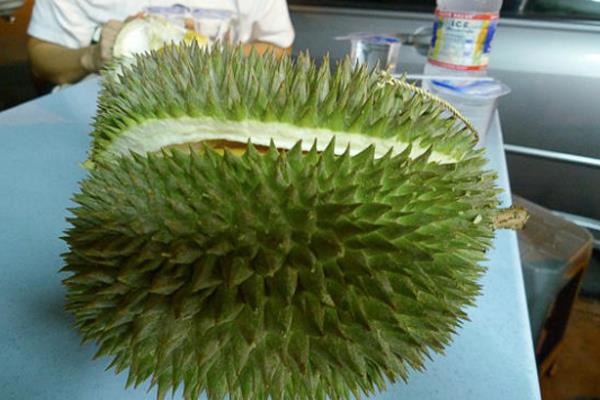 榴莲越大越好吗 越大越成熟 榴莲越大越好吗 越大越成熟