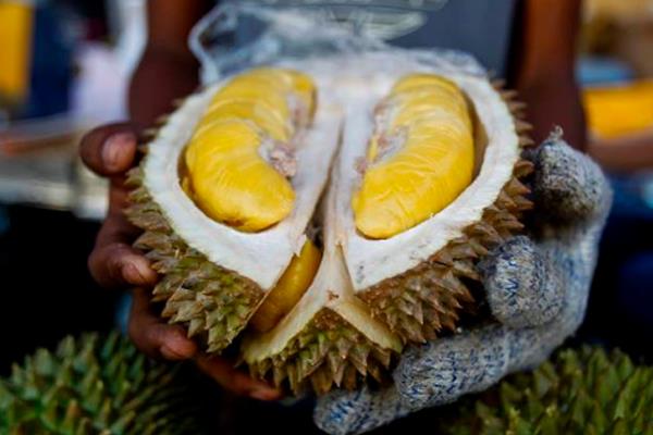 榴莲越大越好吗 越大越成熟 榴莲越大越好吗 越大越成熟
