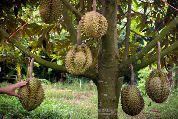 榴莲越大越好吗 越大越成熟 榴莲越大越好吗 越大越成熟