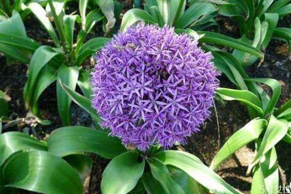 大花葱是一种什么植物呢 大花葱有什么作用呢 大花葱是一种什么植物呢 大花葱有什么作用呢