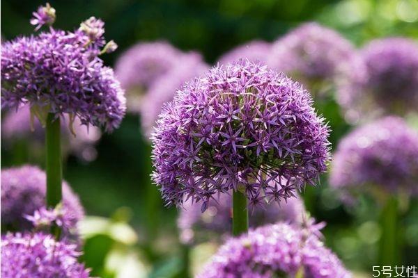 大花葱是一种什么植物呢 大花葱有什么作用呢 大花葱是一种什么植物呢 大花葱有什么作用呢