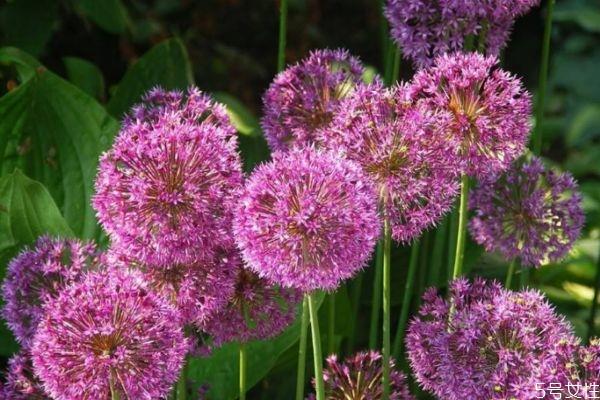 大花葱是一种什么植物呢 大花葱有什么作用呢 大花葱是一种什么植物呢 大花葱有什么作用呢