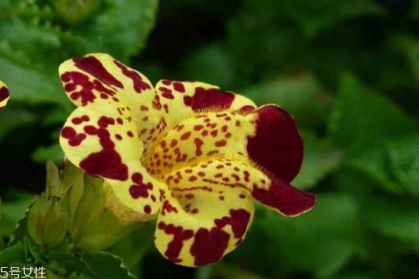 什么是猴面花呢 猴面花有什么作用呢 什么是猴面花呢 猴面花有什么作用呢