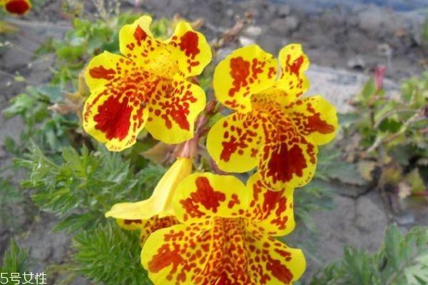 什么是猴面花呢 猴面花有什么作用呢 什么是猴面花呢 猴面花有什么作用呢