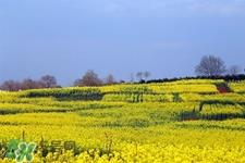 3月份能看到油菜花吗?三月份有油菜花看吗? 3月份能看到油菜花吗?三月份有油菜花看吗?
