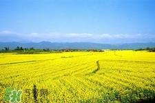3月份能看到油菜花吗?三月份有油菜花看吗? 3月份能看到油菜花吗?三月份有油菜花看吗?
