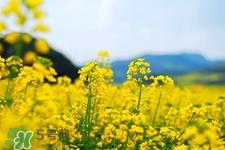 3月份能看到油菜花吗?三月份有油菜花看吗? 3月份能看到油菜花吗?三月份有油菜花看吗?