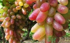 美人指的营养价值 美人指的功效与作用 美人指的营养价值 美人指的功效与作用