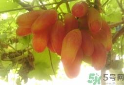 美人指的营养价值 美人指的功效与作用 美人指的营养价值 美人指的功效与作用