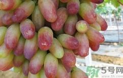 美人指的营养价值 美人指的功效与作用 美人指的营养价值 美人指的功效与作用