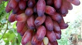 美人指的营养价值 美人指的功效与作用 美人指的营养价值 美人指的功效与作用