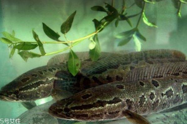 什么是黑鱼呢 黑鱼有什么营养价值呢 什么是黑鱼呢 黑鱼有什么营养价值呢