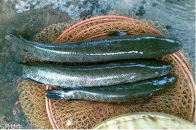 什么是黑鱼呢 黑鱼有什么营养价值呢