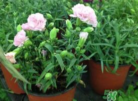 康乃馨能插活吗?康乃馨可以扦插吗? 康乃馨能插活吗?康乃馨可以扦插吗?