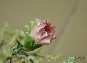 康乃馨能插活吗?康乃馨可以扦插吗? 康乃馨能插活吗?康乃馨可以扦插吗?