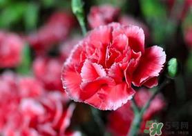 康乃馨能插活吗?康乃馨可以扦插吗? 康乃馨能插活吗?康乃馨可以扦插吗?