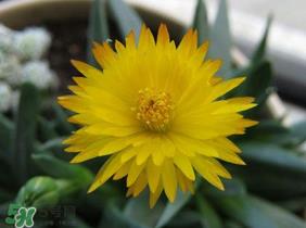 五月份什么花开？五月份开什么花？