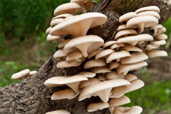 平菇一捏就碎还能吃吗 平菇上面有疙瘩还能吃吗