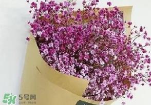 满天星多少钱一束2017？满天星多少钱一支2017？