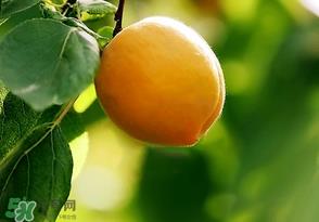 六月份还有柚子吗?六月份哪里能买到柚子? 六月份还有柚子吗?六月份哪里能买到柚子?