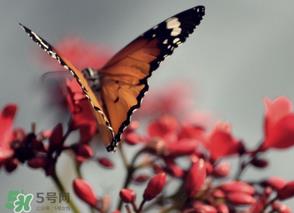 惊蛰过后一周会下雨吗?惊蛰下雨好吗? 惊蛰过后一周会下雨吗?惊蛰下雨好吗?