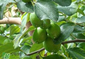 女人吃青枣好吗?女人吃青枣的好处 女人吃青枣好吗?女人吃青枣的好处