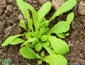 清明节可以种萝卜吗?清明节怎么种萝卜? 清明节可以种萝卜吗?清明节怎么种萝卜?