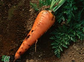 清明节可以种萝卜吗?清明节怎么种萝卜? 清明节可以种萝卜吗?清明节怎么种萝卜?