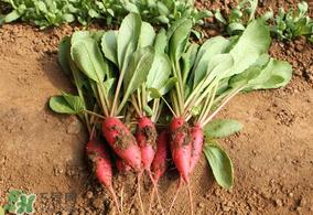 清明节可以种萝卜吗?清明节怎么种萝卜? 清明节可以种萝卜吗?清明节怎么种萝卜?