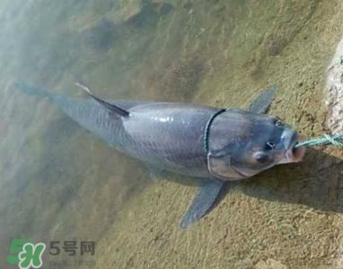 青鱼怎么钓?钓青鱼用什么饵料最好?