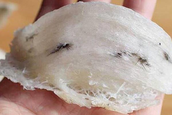 毛燕窝好吗 不宜长期食用 毛燕窝好吗 不宜长期食用