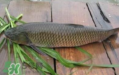 草鱼怎么做好吃 草鱼怎么做好吃又简单 草鱼怎么做好吃 草鱼怎么做好吃又简单