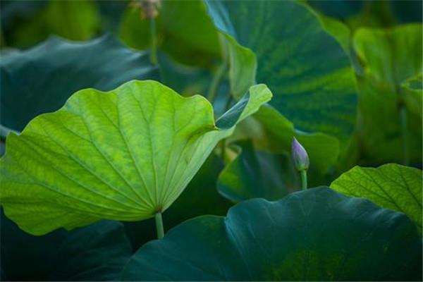 立秋能喝生姜水吗 立秋节气注意事项 立秋能喝生姜水吗 立秋节气注意事项