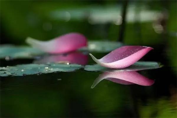 立秋能喝生姜水吗 立秋节气注意事项 立秋能喝生姜水吗 立秋节气注意事项