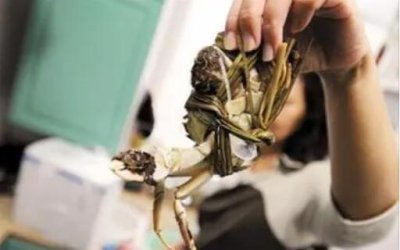 ​我吃了6个死螃蟹会死吗？24小时之内能吃吗