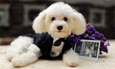 什么是泰迪熊的逆向喷嚏 如何解决呢?