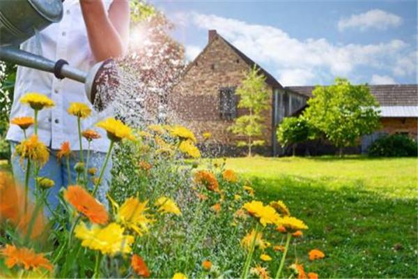 烟灰水可以浇花吗 烟灰水可以浇花去虫 烟灰水可以浇花吗 烟灰水可以浇花去虫