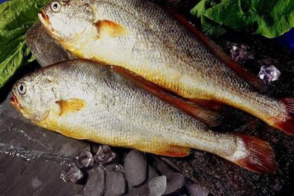 怎么挑选新鲜的黄鱼 黄鱼是黄花鱼吗 怎么挑选新鲜的黄鱼 黄鱼是黄花鱼吗