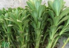 救心菜是什么菜?救心菜是什么样的? 救心菜是什么菜?救心菜是什么样的?