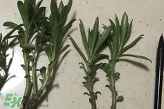 救心菜是什么菜?救心菜是什么样的? 救心菜是什么菜?救心菜是什么样的?