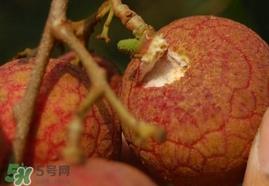 荔枝王的产地是哪里?荔枝王产地在哪儿 荔枝王的产地是哪里?荔枝王产地在哪儿