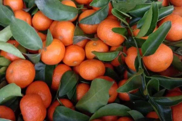 沙糖桔的营养功效与作用 沙糖桔上火还是降火