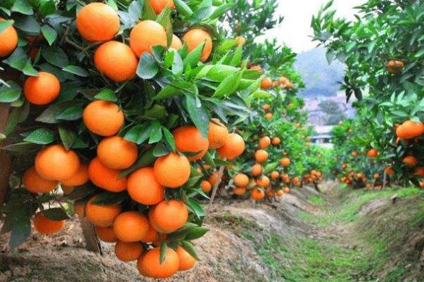 沙糖桔的营养功效与作用 沙糖桔上火还是降火