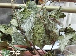 猪肚菜的营养价值_猪肚菜的功效与作用及食用方法 猪肚菜的营养价值_猪肚菜的功效与作用及食用方法