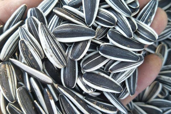 葵瓜子吃多了会长胖吗 葵瓜子吃多了会致癌吗