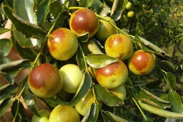 冬枣红的好还是绿的好 冬枣全红的正常吗