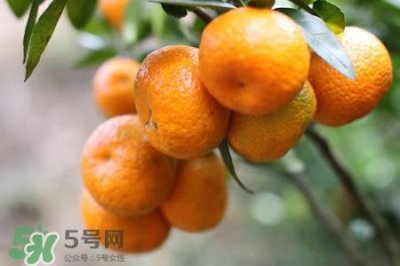 ​橘子变苦还能吃吗？橘子变苦是坏了吗？