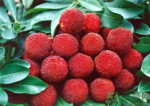 杨梅和什么不能一起吃?杨梅和什么相克 杨梅和什么不能一起吃?杨梅和什么相克