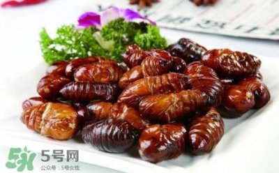 ​蝉蛹可以人工养殖吗？蝉蛹的养殖方法